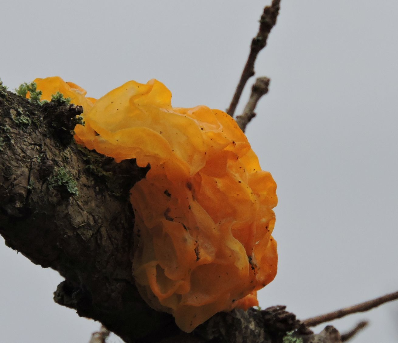 Yellow Brain Fungus